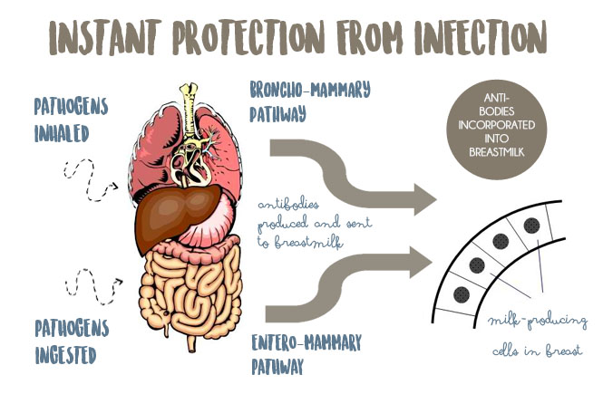 enteromammarypathway
